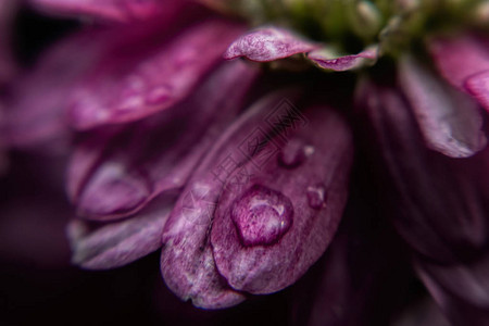 粉色秋菊花假日卡图片