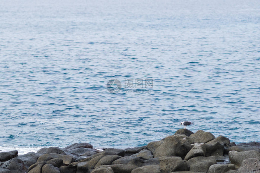 海洋周围的压载石上有海鸥图片