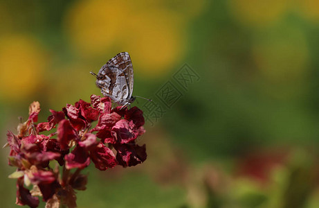 天竺葵斑马蝴蝶图片