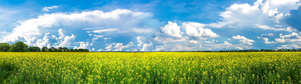 自然夏天风景的秀丽油菜花或黄色油菜籽田的全景田园诗般的盛开的春天草甸图片