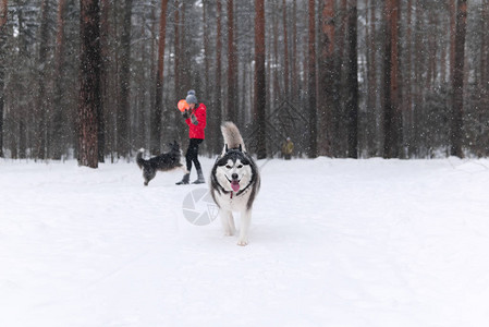美丽蓬松的狗在冬季公园里繁殖阿拉斯加雪橇犬图片