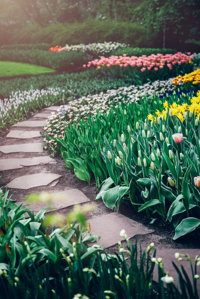 春天开花的郁金香花坛之间的曲线优美世界上最大的花园之一图片