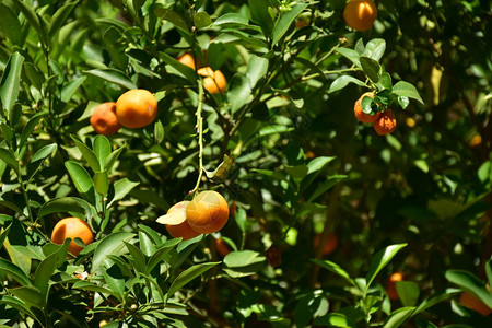 树上成熟的橙色果实图片