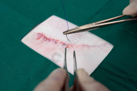 在用绿色围裙缝合狗的外科伤口时图片