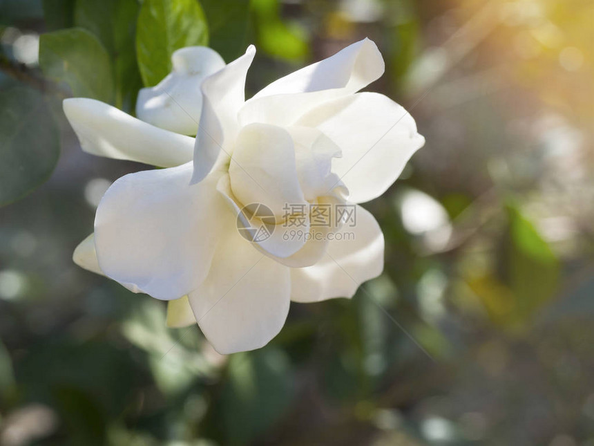 被称为茉莉花角的花朵在清晨阳光下被风吹散图片