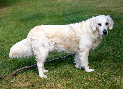 花园绿草上美丽的金毛猎犬图片