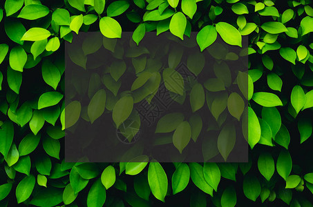 绿色的树叶背景图片