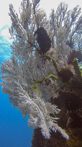 明亮的软珊瑚生长在巴厘岛海的浅水区图片