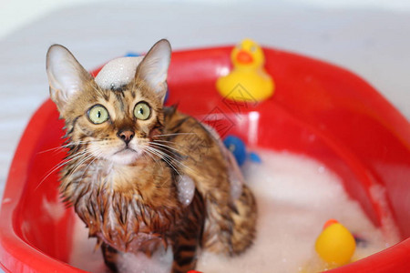 有趣的猫洗澡图片