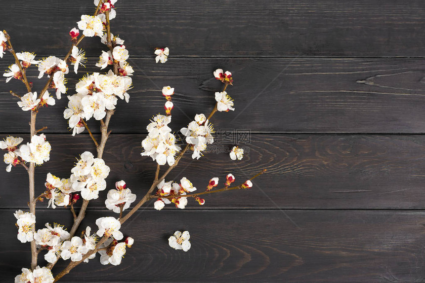杏树的枝条与木制背景上的花朵文本的地方春天的概念来了图片