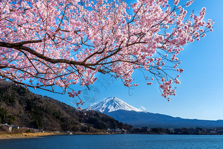 日本春天的富士山和樱花图片