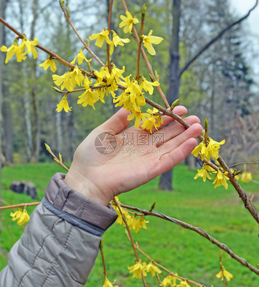 成年女子触摸春公园前述花枝的手图片