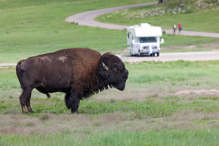 一只大型野牛抬起它的头去闻卡斯特州立公园的草原空气图片