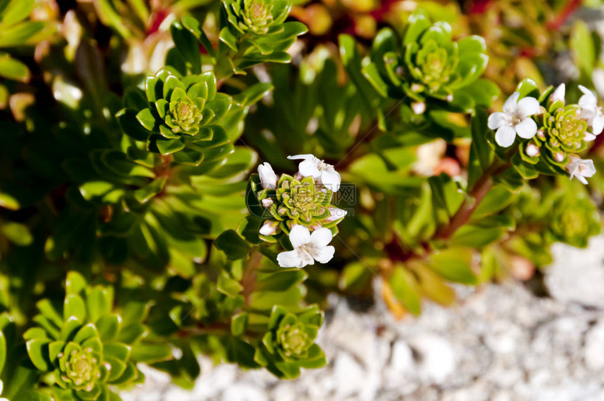 mauritiana花朵图片