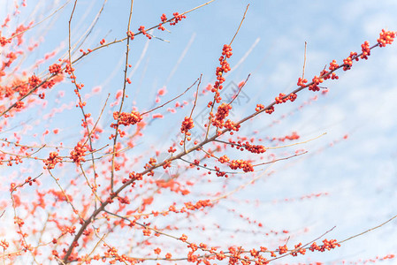 冬青或冬季浆果负鼠山楂落叶冬青红色果实在大灌木小树上背景图片