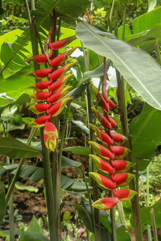 巴厘岛丛林植物上挂着黄色和红色的Heliconiarostrata花的特写龙虾爪Heliconia巨嘴鸟喙图片