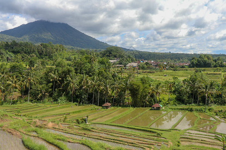 贾蒂卢韦有年轻水稻幼苗的领域用水湿透了亚洲乌布附近巴厘岛上的绿色稻田Jatiluwih背景