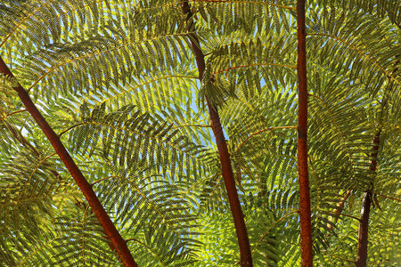 正午的阳光穿过热带树CyatheaArborea的树冠太阳光线穿过西印度树蕨白话西班牙语HelechoGigan图片