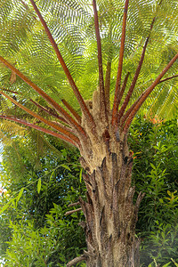 正午的阳光穿过热带树CyatheaArborea的树冠太阳光线穿过西印度树蕨白话西班牙语HelechoGigan图片