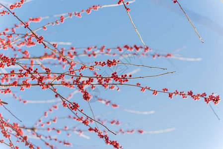冬青或冬季浆果负鼠山楂落叶冬青红色果实在大灌木小树上图片