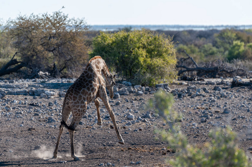 一位安哥拉人GiraffeGiraffagiraffaangolensis在纳米比亚Etosha公园的一个水坑附近神图片