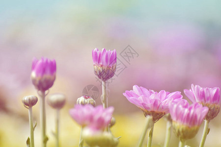 柔软的菊花朵有阳光和甜蜜的温暖的光图片