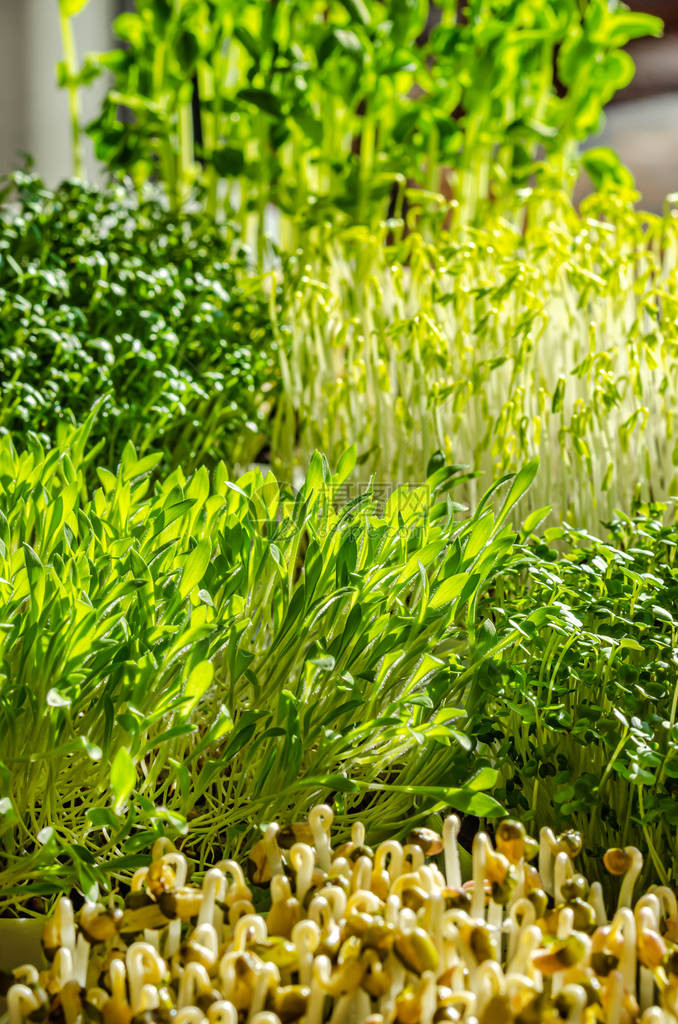 在阳光下混合发芽的微绿色植物荷兰豆水芹绿扁豆小米芝麻菜和绿豆的芽绿色幼苗幼苗和子叶的正面图片