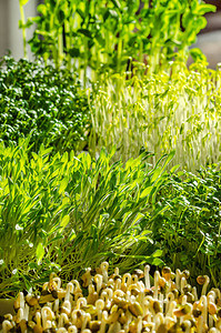 在阳光下混合发芽的微绿色植物荷兰豆水芹绿扁豆小米芝麻菜和绿豆的芽绿色幼苗幼苗和子叶的正面背景图片