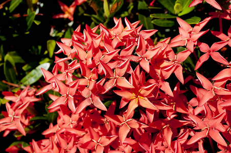 美丽的红色BungaSoka或Asoka或国王Ixora花chinensis红穗花背景图片