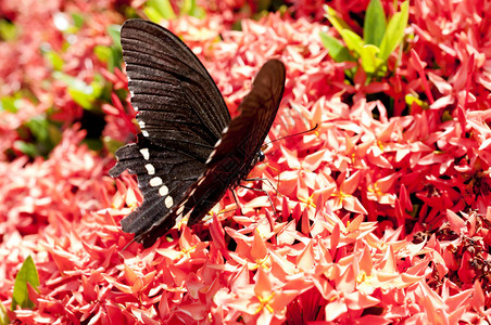 花和蝴蝶美丽的红色BungaSoka或Asoka或国王Ixora花chinensis红穗花背景图片