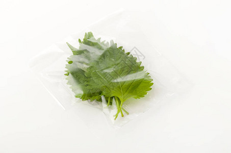 白色背景上透明塑料袋中的绿色新双木绿图片