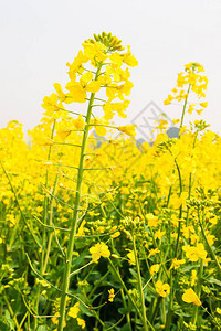 盛开的芥菜植物五颜六色的黄色花朵图片