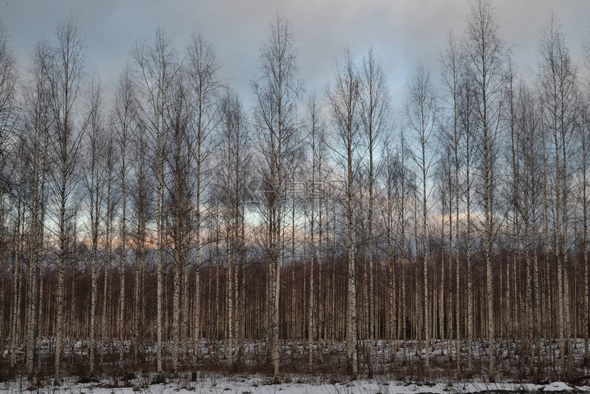芬兰PuumalaBirch树图片