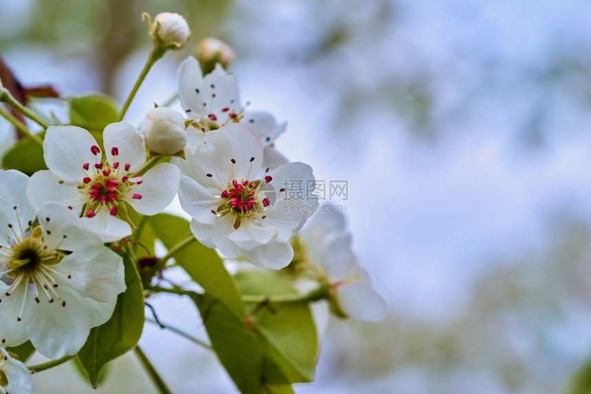 白春花的开花果树的一部分在蓝天模糊的背景下紧闭着图片