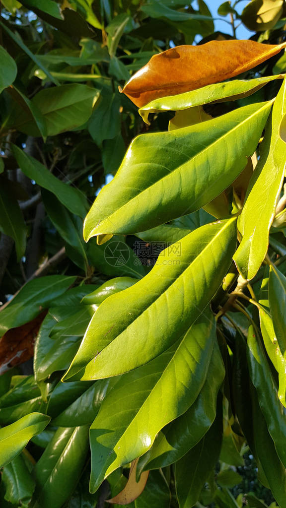 阳光下新鲜的绿色和黄色棕榈叶明亮的常绿树叶特写热带树枝与眩光闪亮的叶子新鲜的棕榈叶纹图片