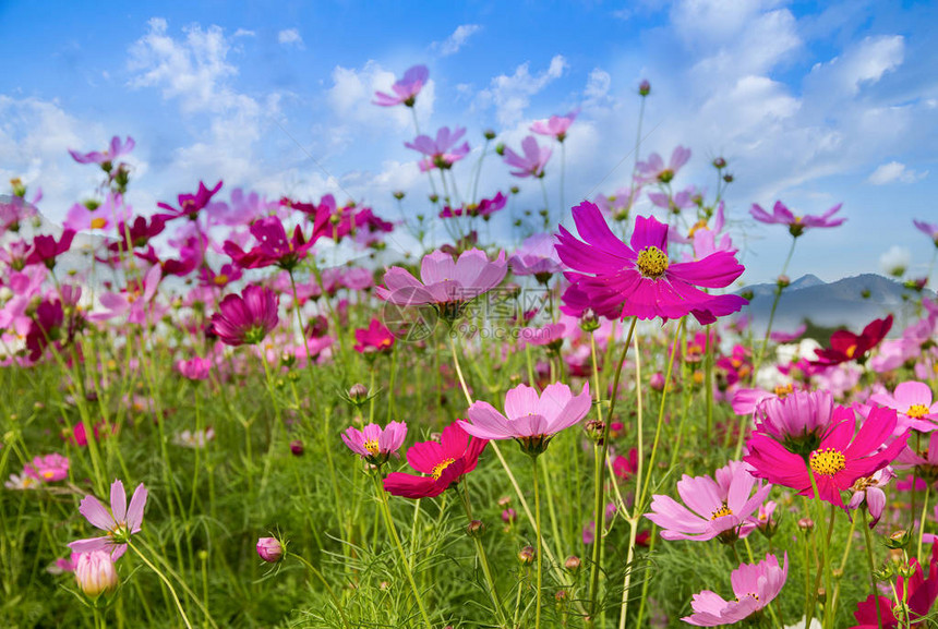 青蓝天空背景的宇宙花朵场美图片