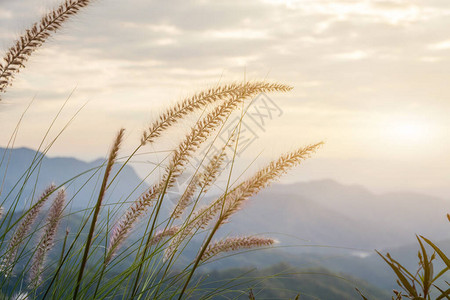 美丽的草花田天空有阳光适合秋夏背景图片