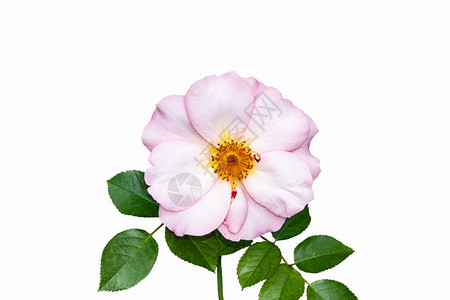 蔷薇花在白色背景上分离的野玫瑰图片