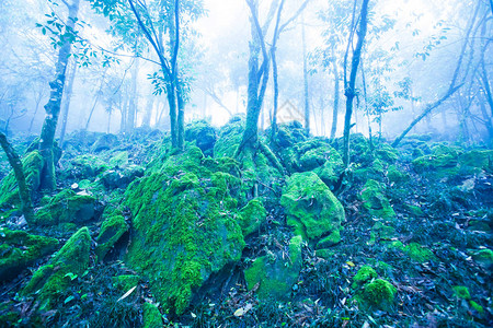 蓝色迷雾中的神秘古老热带森林图片