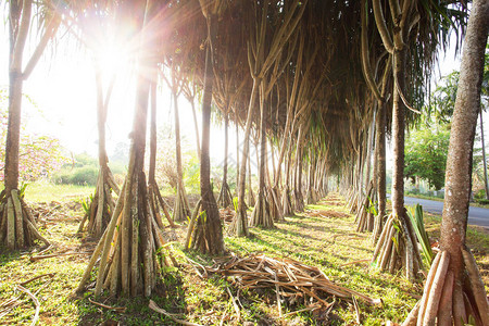 阳光透过螺旋松树的干照在根部图片