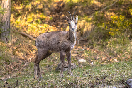 奥尔德萨比利牛斯羚羊Rupicaprarupicapra是一种山羊羚背景