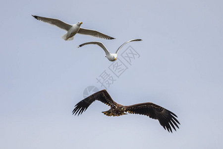 匈牙利普斯塔泽尔基斯昆萨吉公园Csaj湖被海鸥追逐的飞白尾鹰Haliaeetusalbicilla二月白尾鹰通常一年中的大部分时背景图片