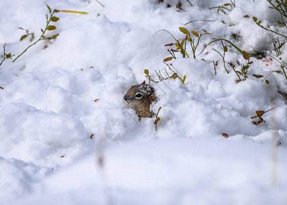 棕松鼠从雪堆里探出头来图片