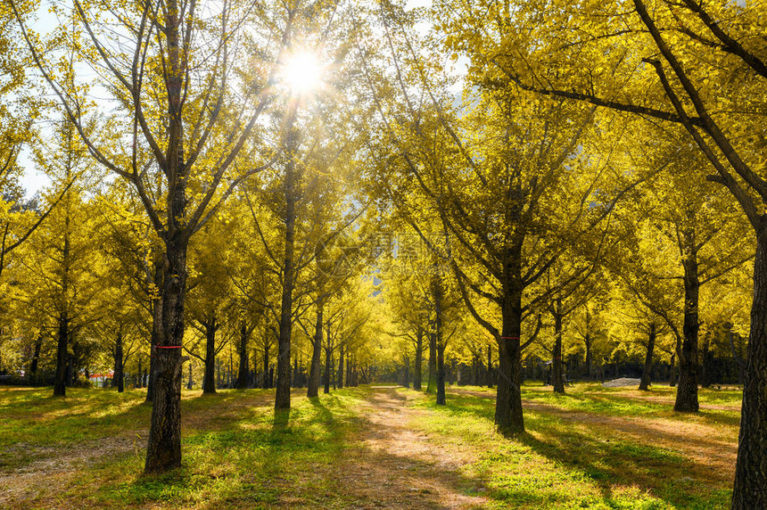 韩国洪川秋季花园中的黄色银杏树图片