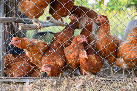 农村鸡舍中的母鸡饲养群图片