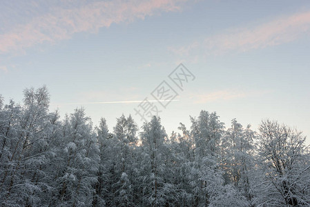 芬兰拉普兰的森林在冬季被大雪和清蓝的天覆盖您可前往芬兰Lapla图片