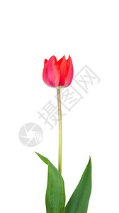 一朵红色的郁金香花被白图片
