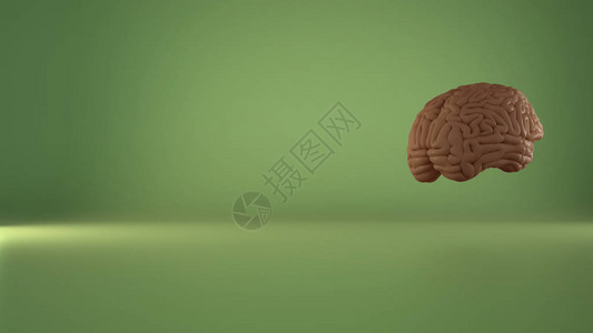 人类漂浮大脑在绿色背景人类智能概念解剖精确模型上复制空间Copy图片