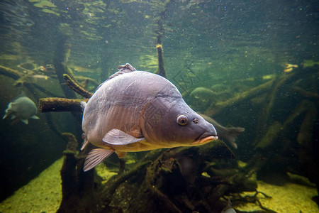 池塘中的淡水鱼类鲑鱼Cyprinuscarpio图片