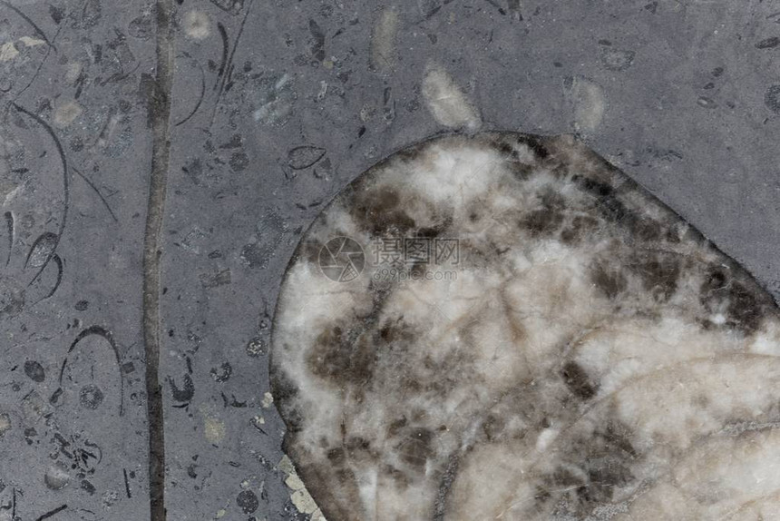 来自捷克普拉克盆地的化石富含硅石灰图片